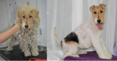 bounty kutyakozmetika érd munkáim